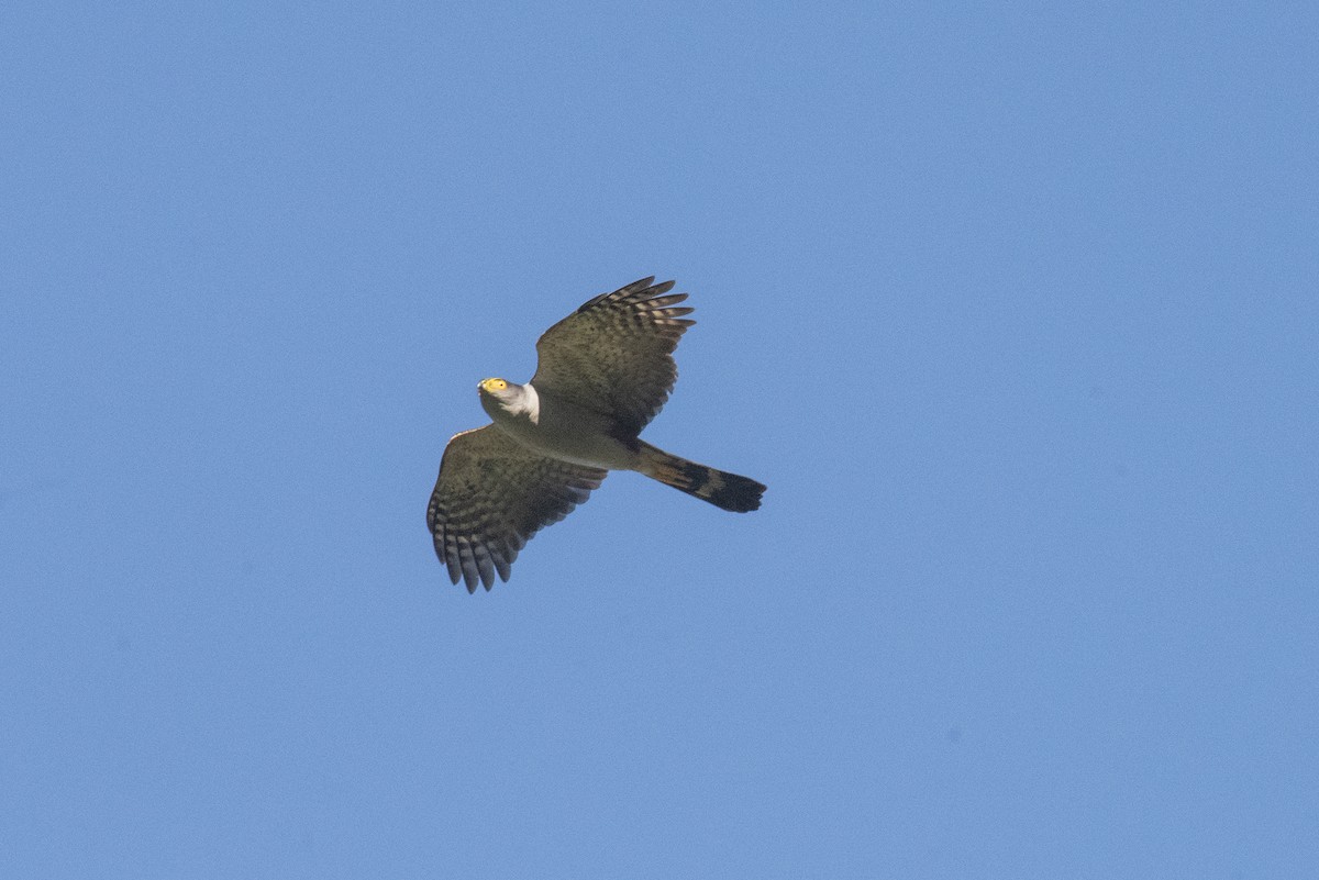 Bicolored Hawk - ML643894076