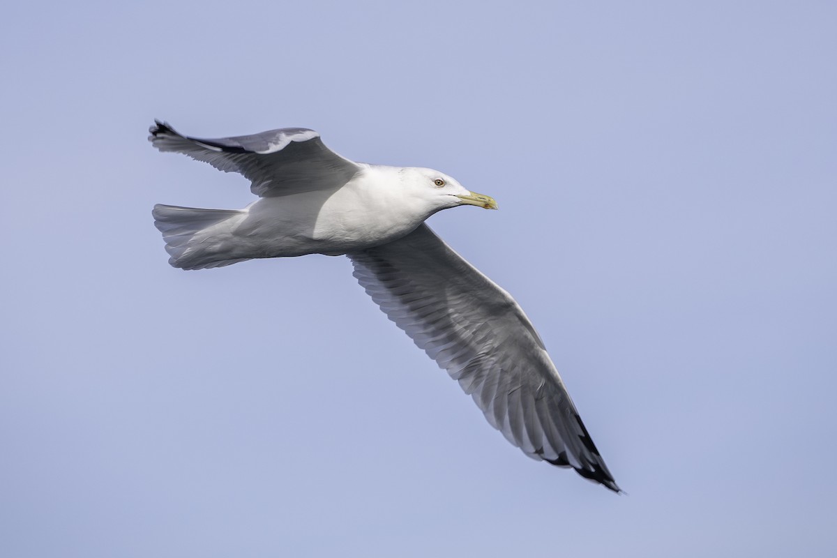 Caspian Gull - ML643894095