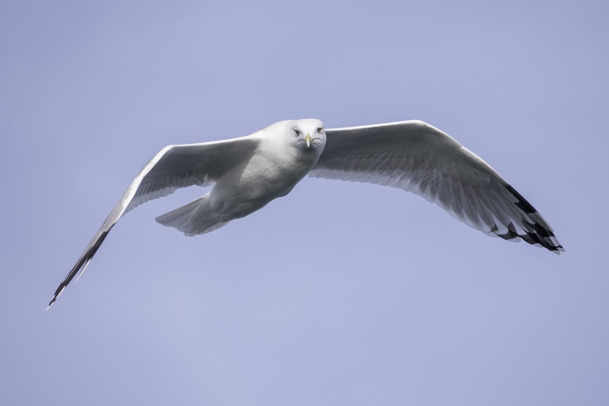 Caspian Gull - ML643894096