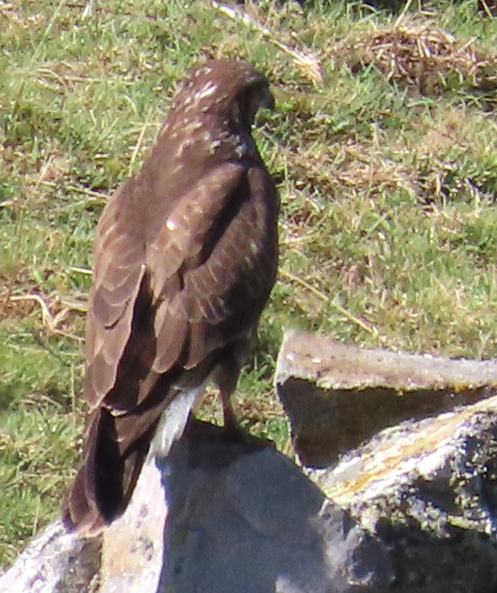 Buse variable - ML643894097