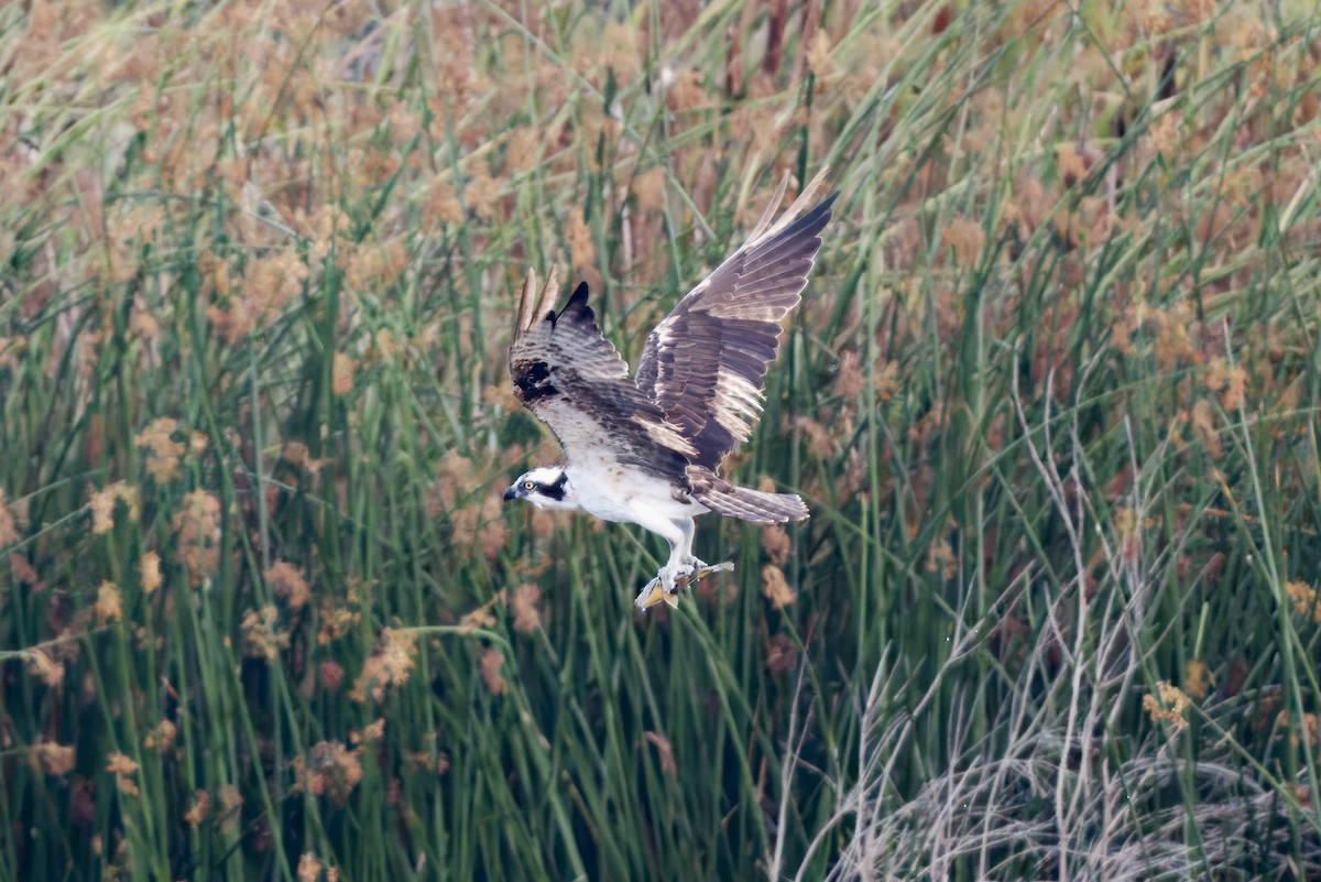 Osprey - ML643894099