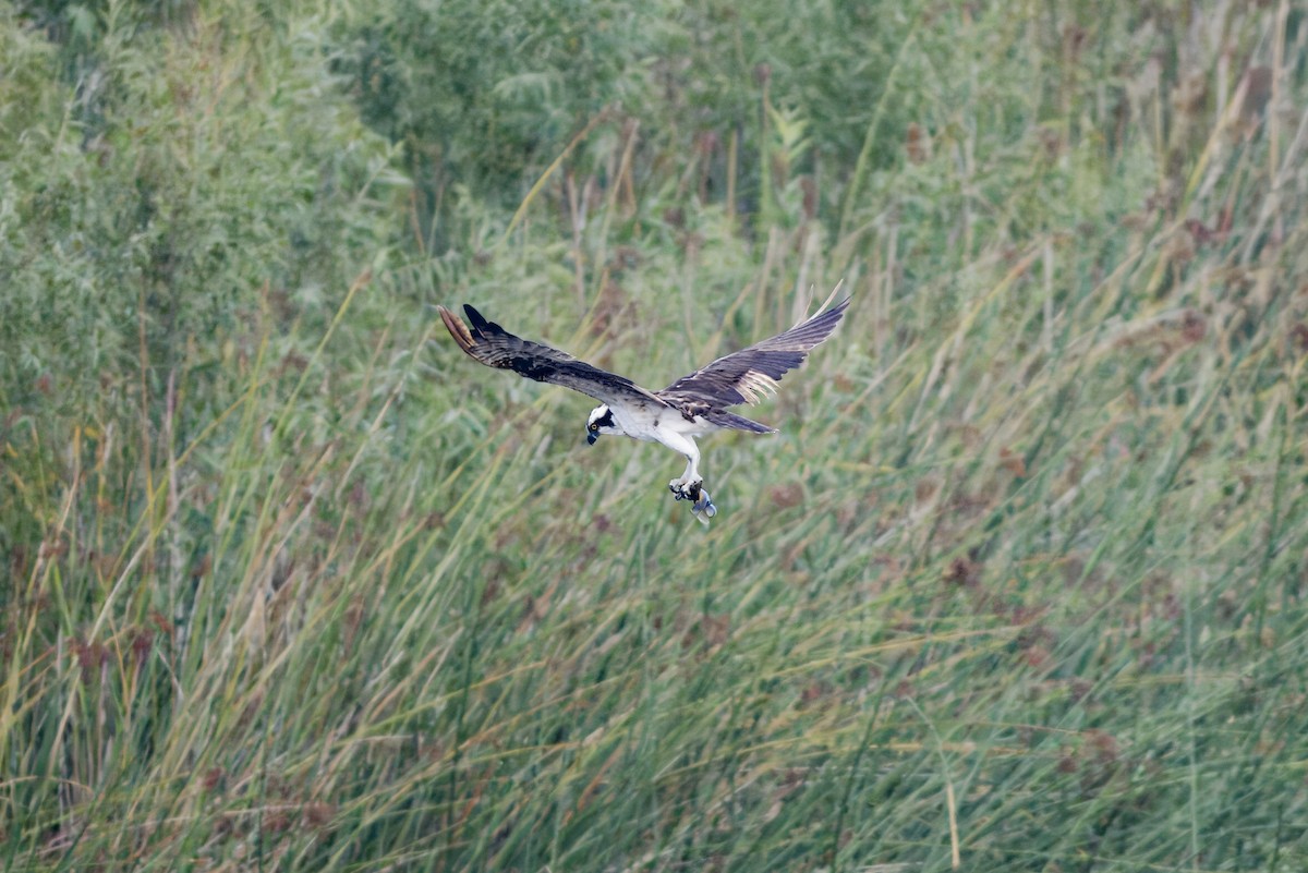 Osprey - ML643894100