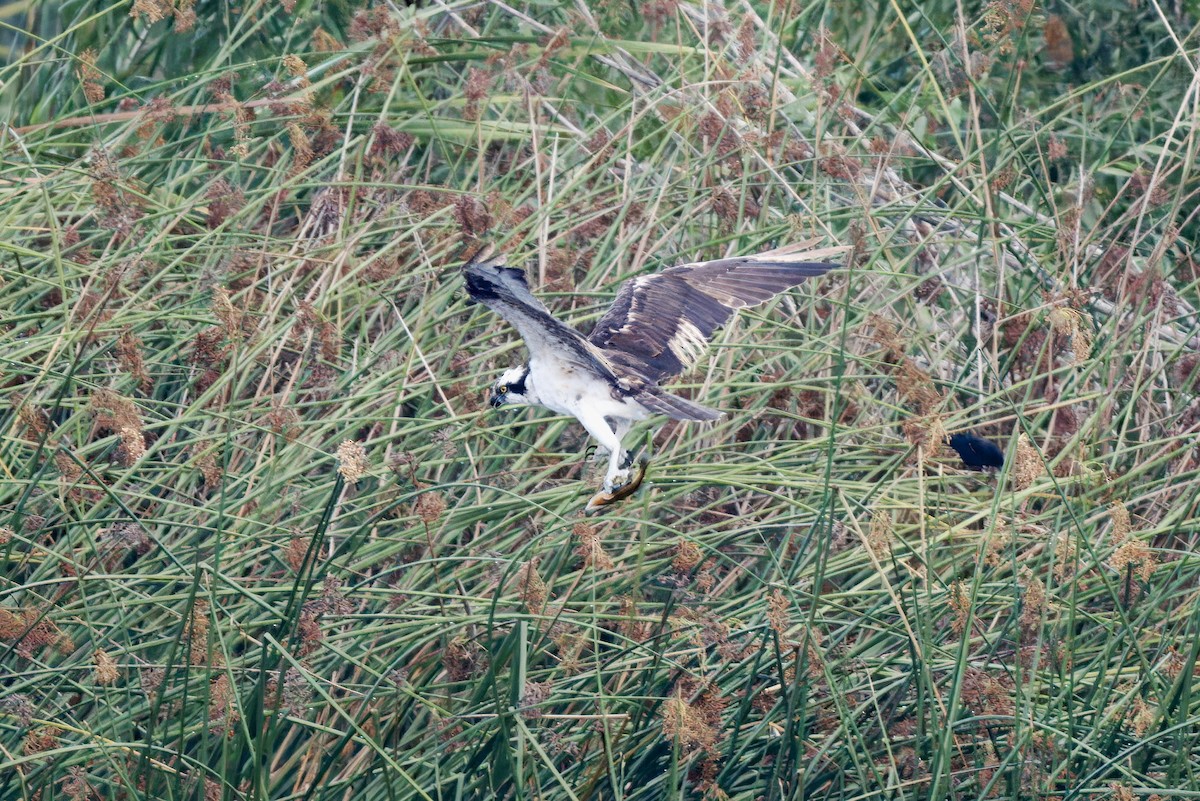 Osprey - ML643894104