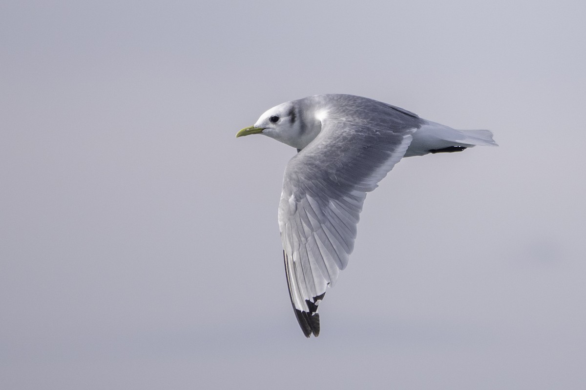 Black-legged Kittiwake - ML643894108