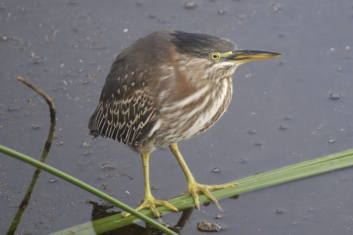 Green Heron - ML643894112