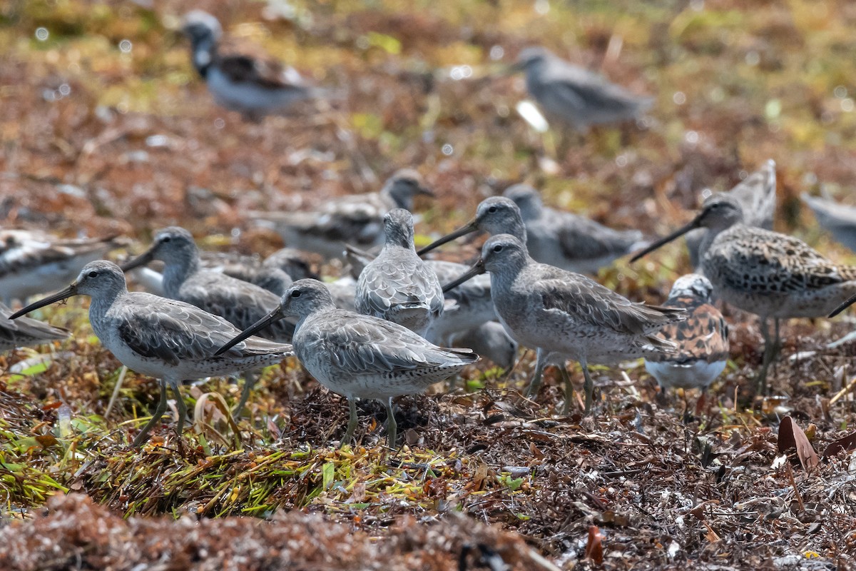 Short-billed Dowitcher (hendersoni) - ML643894118