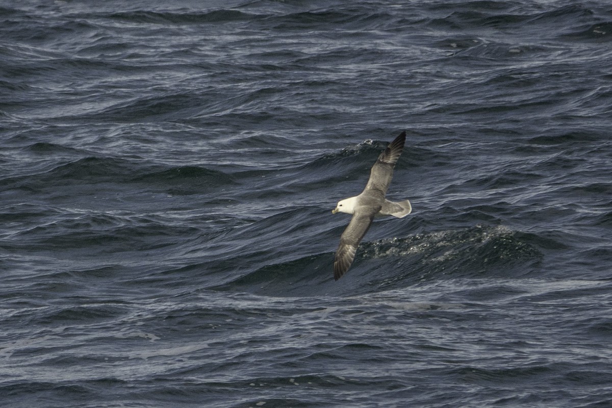 Northern Fulmar - ML643894119