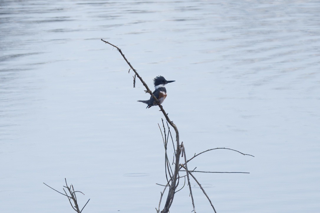 Belted Kingfisher - ML643894122