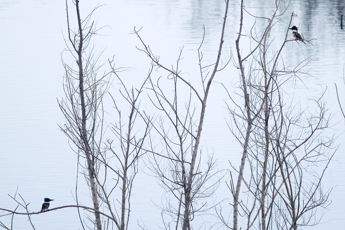 Belted Kingfisher - ML643894125