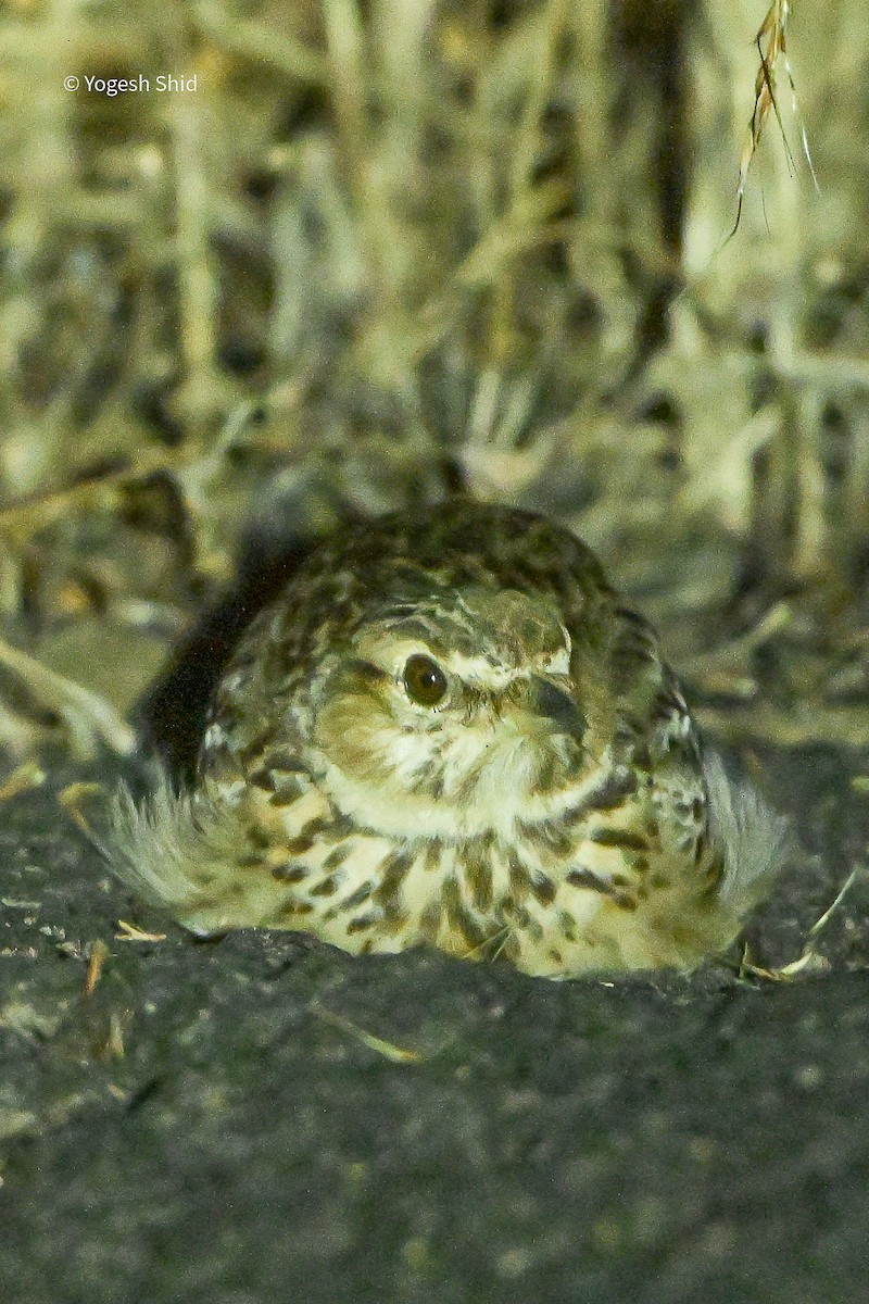 Malabar Lark - ML643894127