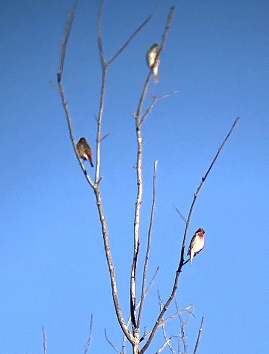 Purple Finch - ML643894136