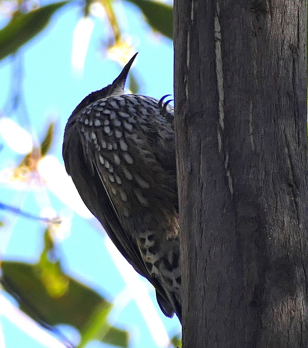 Red-browed Treecreeper - ML643894157