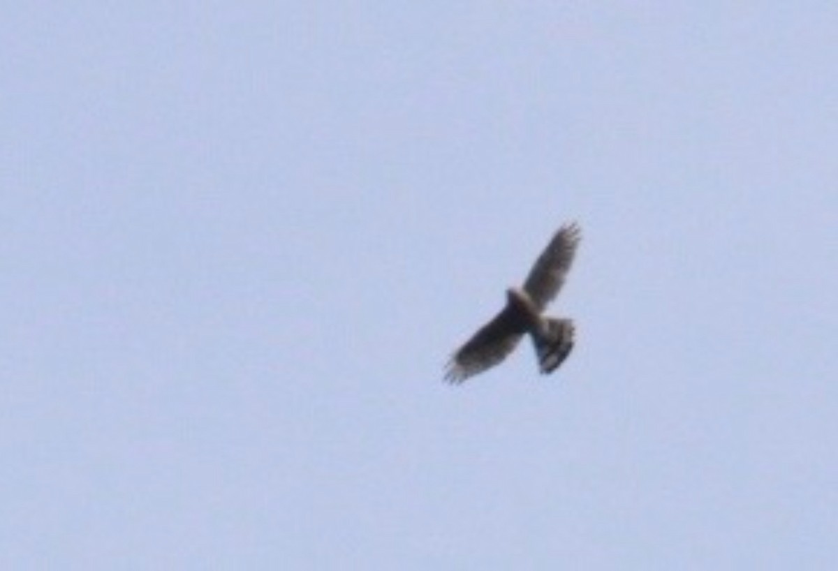 diurnal raptor sp. - ML643894174