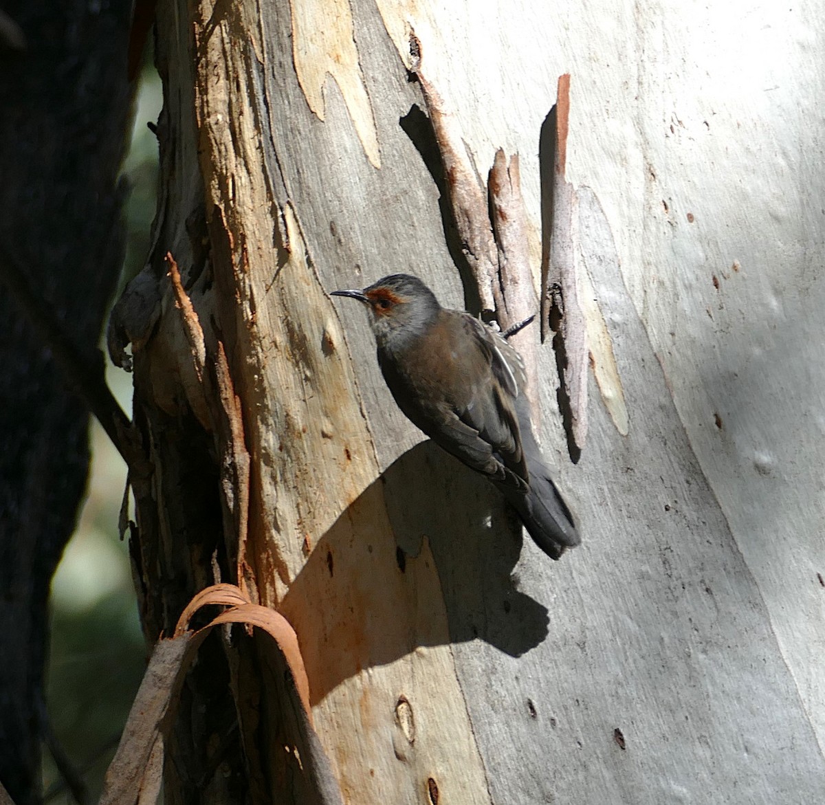 Red-browed Treecreeper - ML643894182