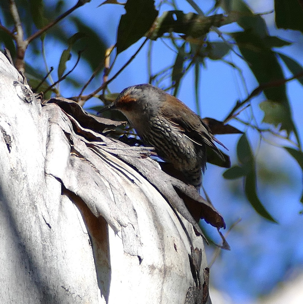 Red-browed Treecreeper - ML643894183
