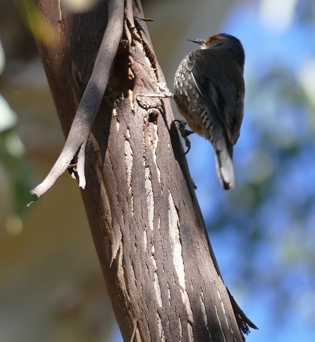 Red-browed Treecreeper - ML643894184
