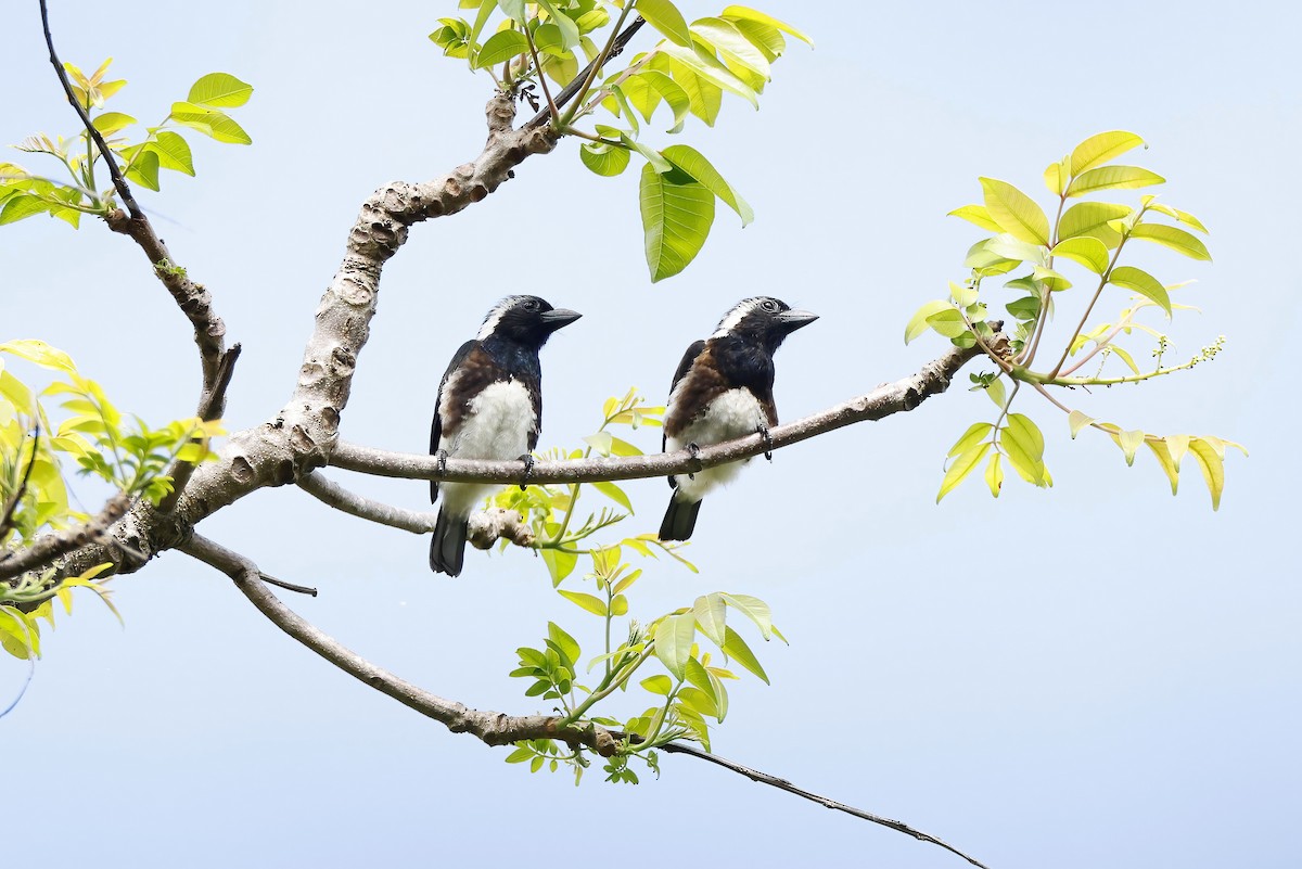 Белоухая либия - ML643894258