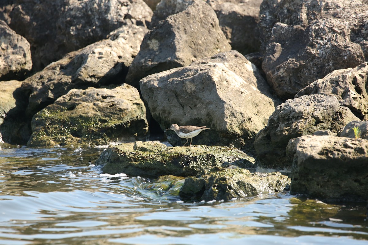 Spotted Sandpiper - ML643894271