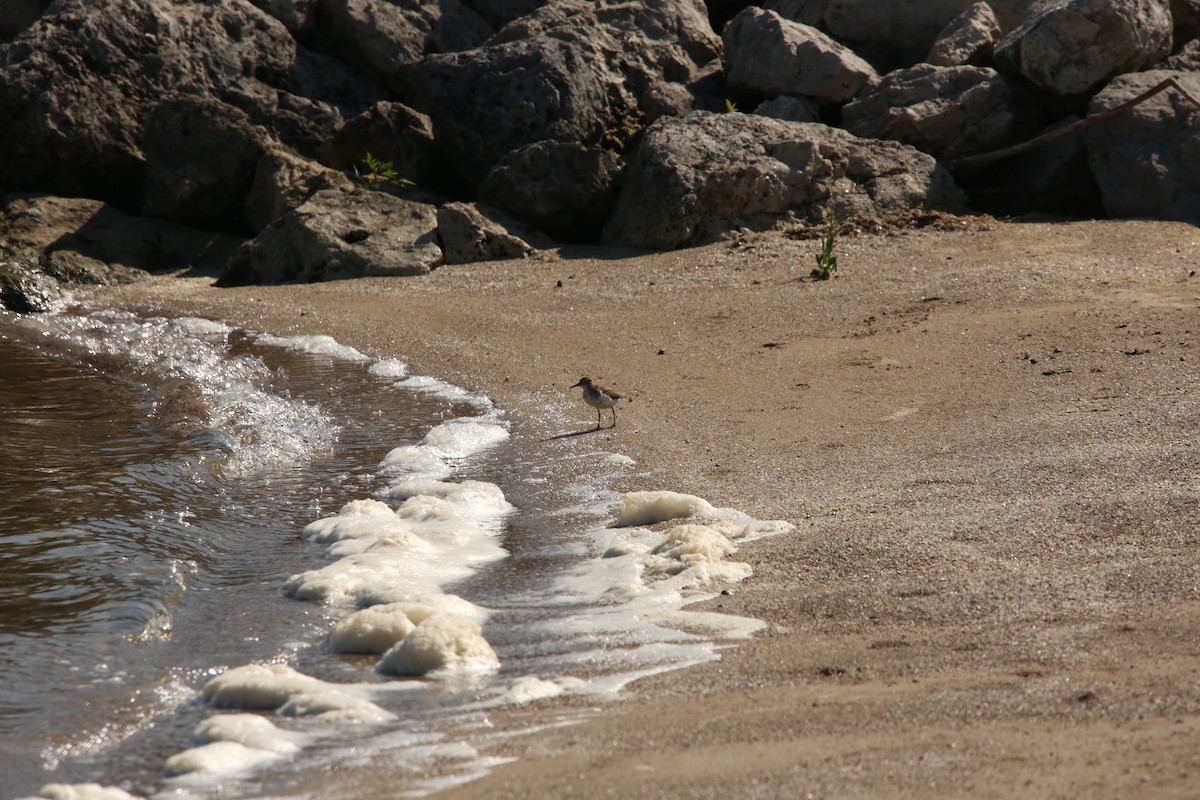 Spotted Sandpiper - ML643894272