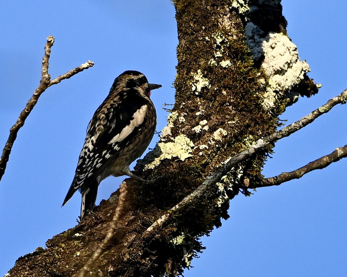 Yellow-bellied Sapsucker - ML643894282