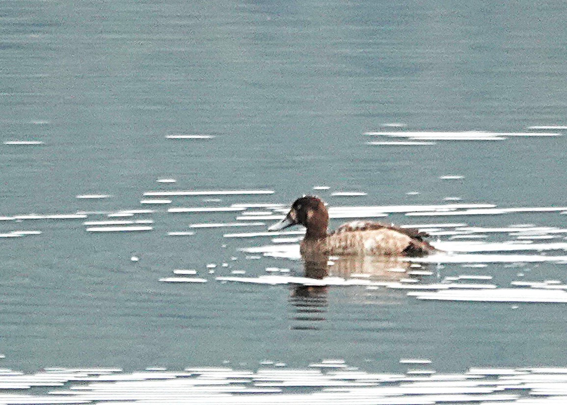 Greater Scaup - ML643894283