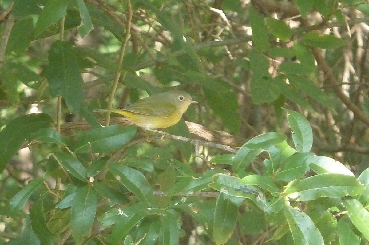 Nashville Warbler - ML643894293