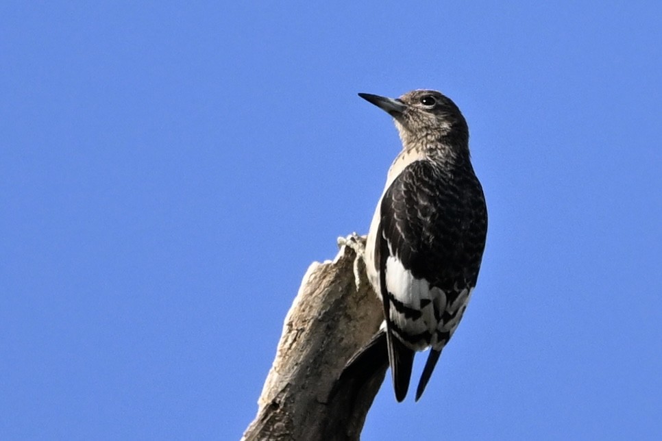 Red-headed Woodpecker - ML643894294