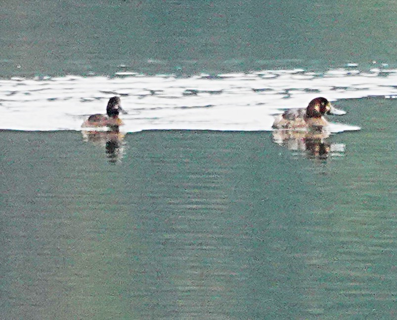 Greater Scaup - ML643894298