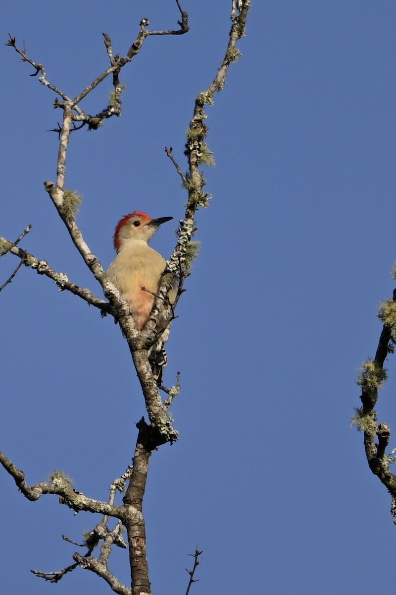 Red-bellied Woodpecker - ML643894299