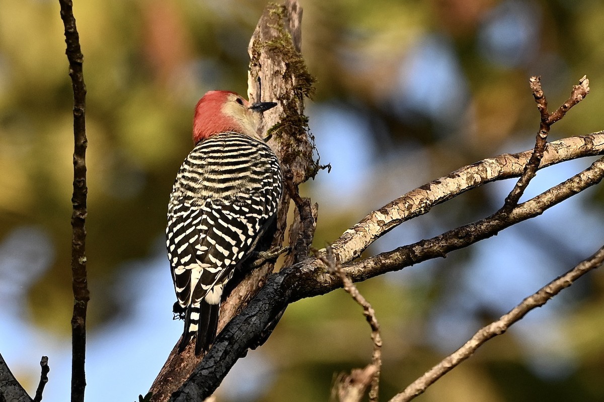 Red-bellied Woodpecker - ML643894300