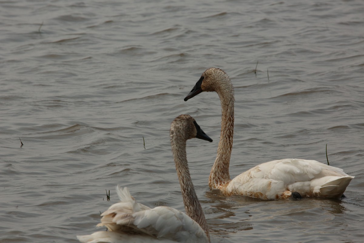 Trumpeter Swan - ML643894306