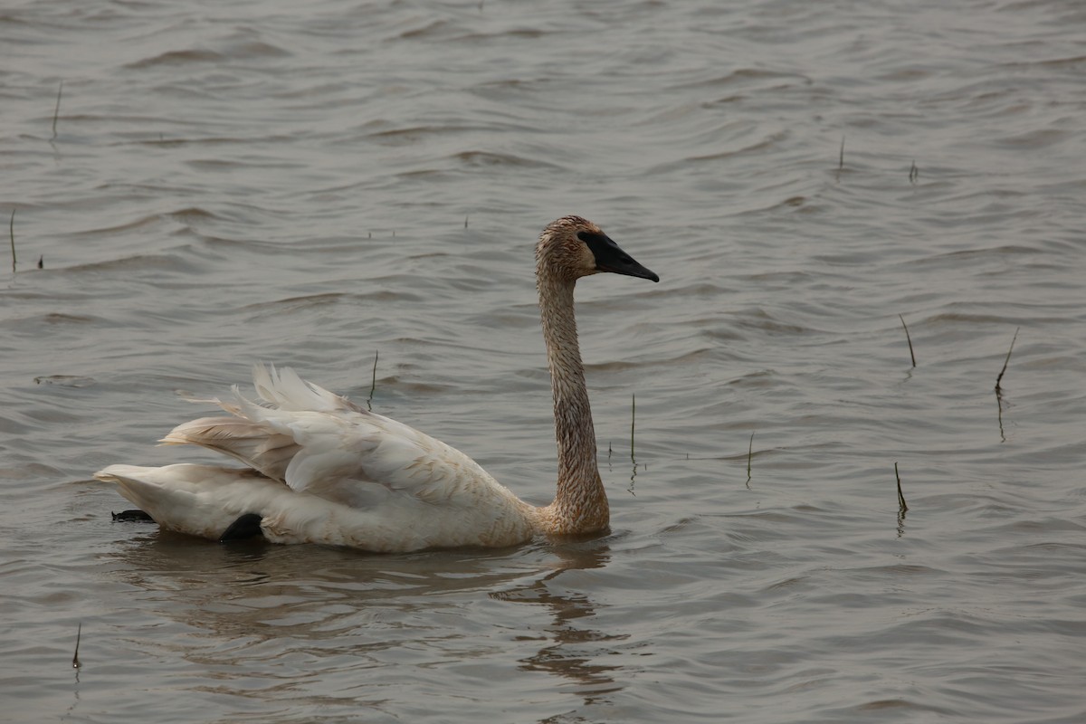 Trumpeter Swan - ML643894307