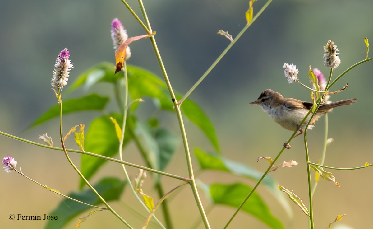 Хээрийн охил бялзуухай - ML643894310