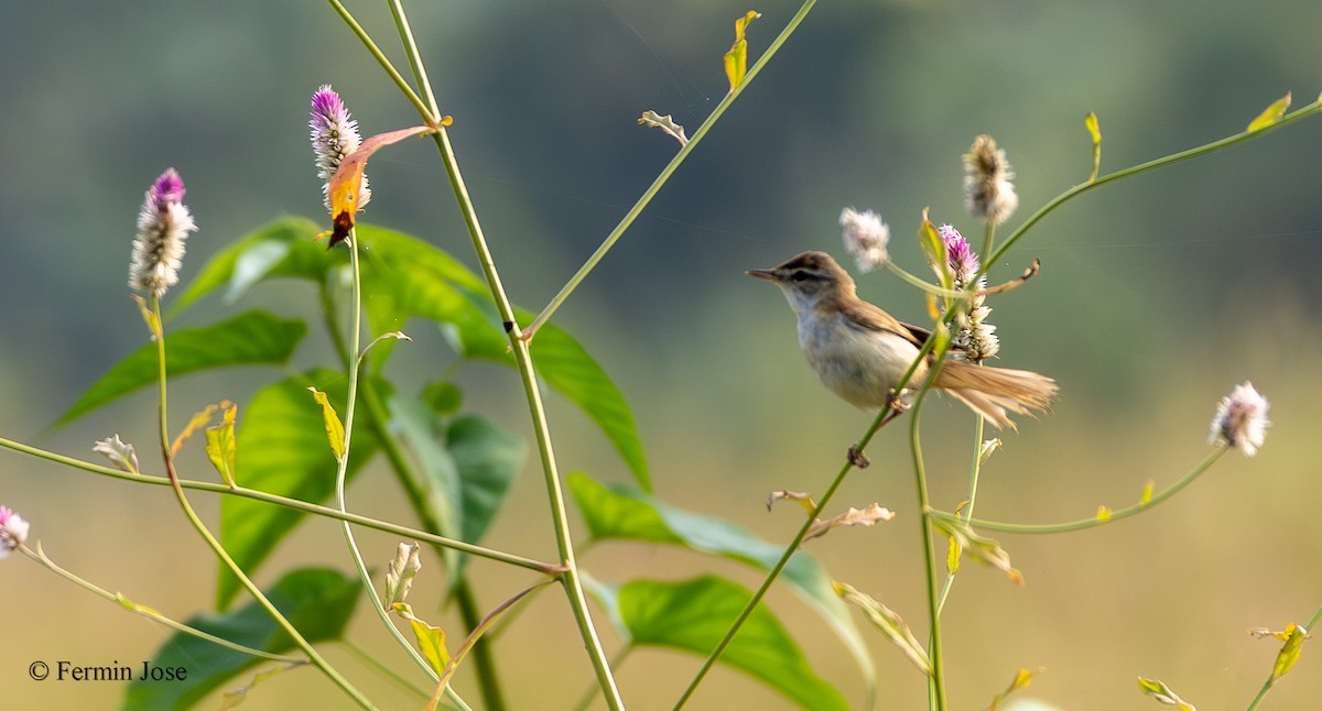 Хээрийн охил бялзуухай - ML643894311