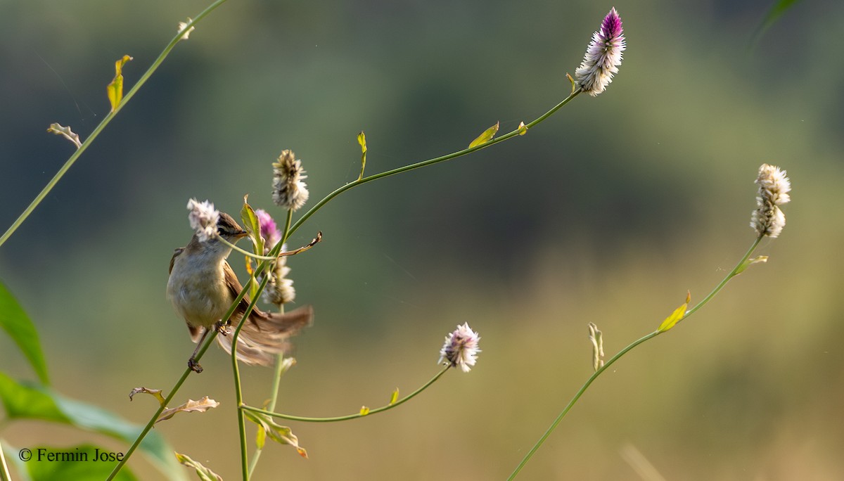 Хээрийн охил бялзуухай - ML643894312