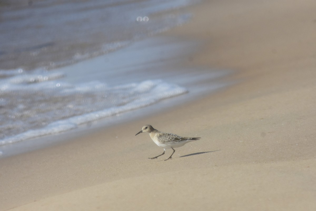 Baird's Sandpiper - ML643894314