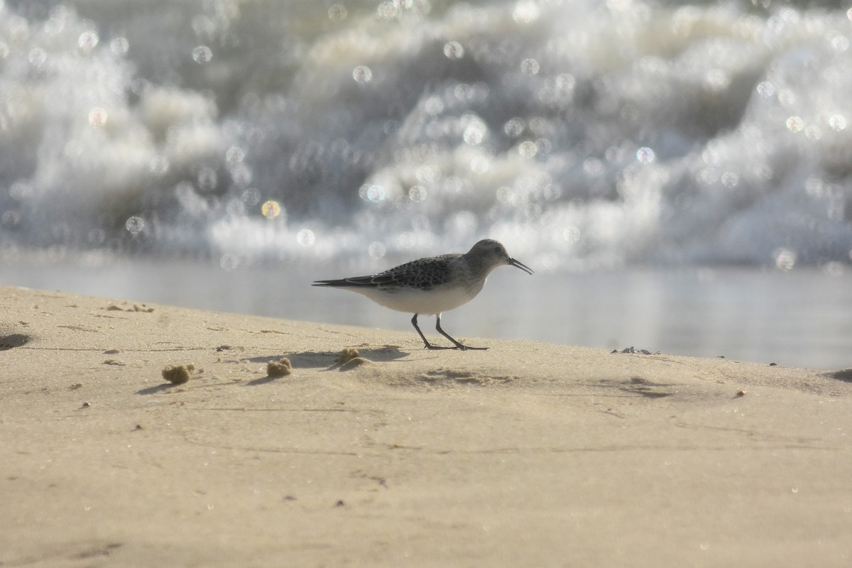 Baird's Sandpiper - ML643894315