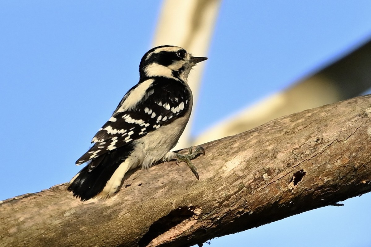 Downy Woodpecker - ML643894316