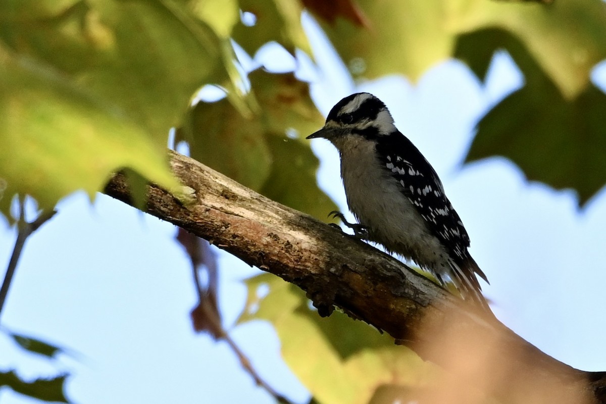 Downy Woodpecker - ML643894317