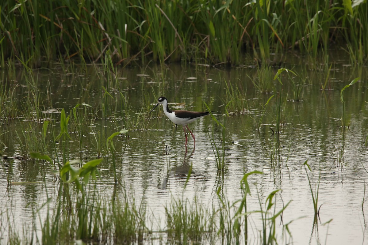 Black-necked Stilt - ML643894324