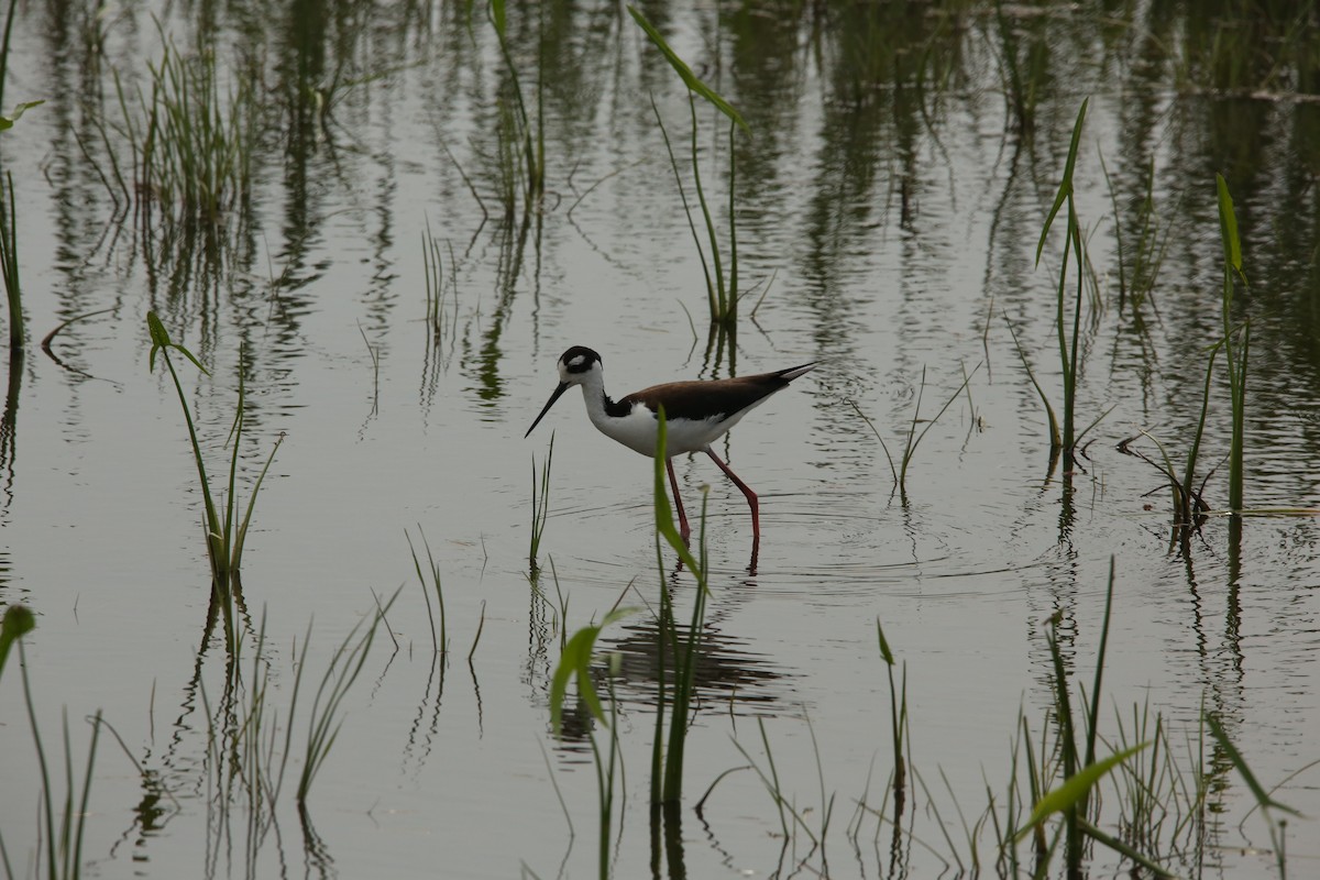 Black-necked Stilt - ML643894325