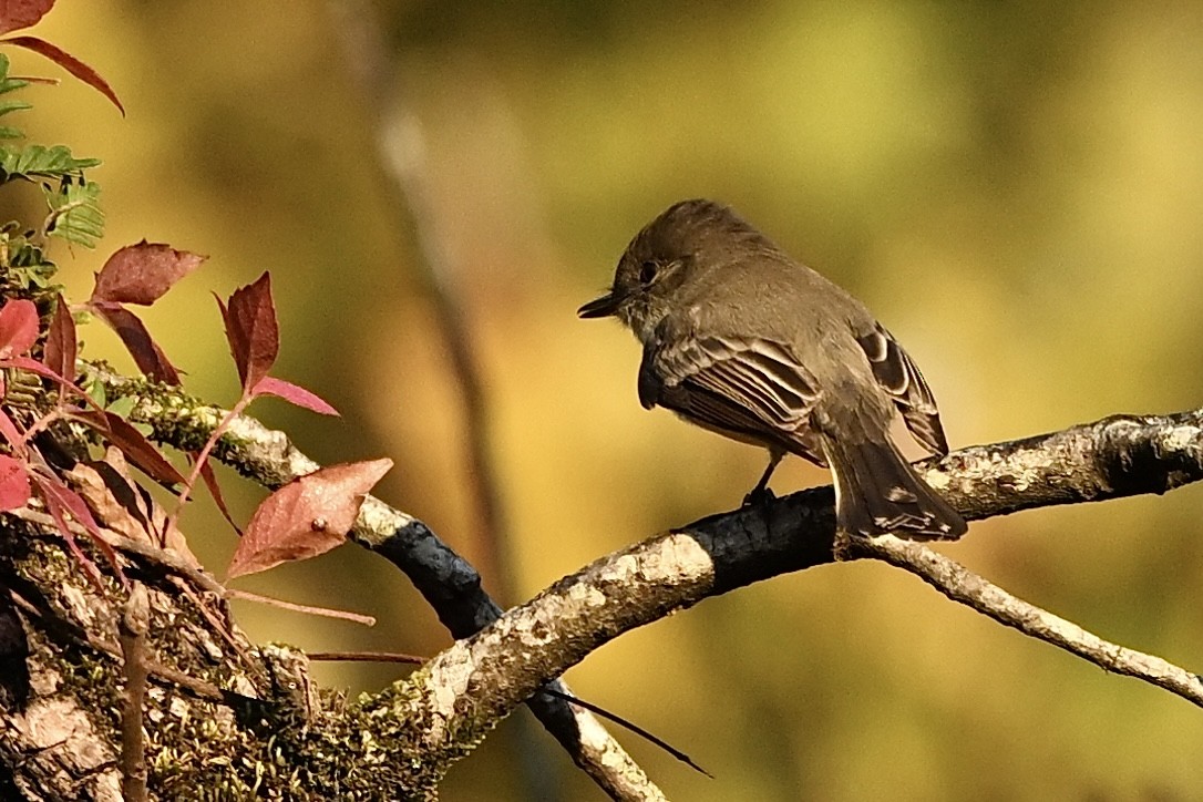 Eastern Phoebe - ML643894326