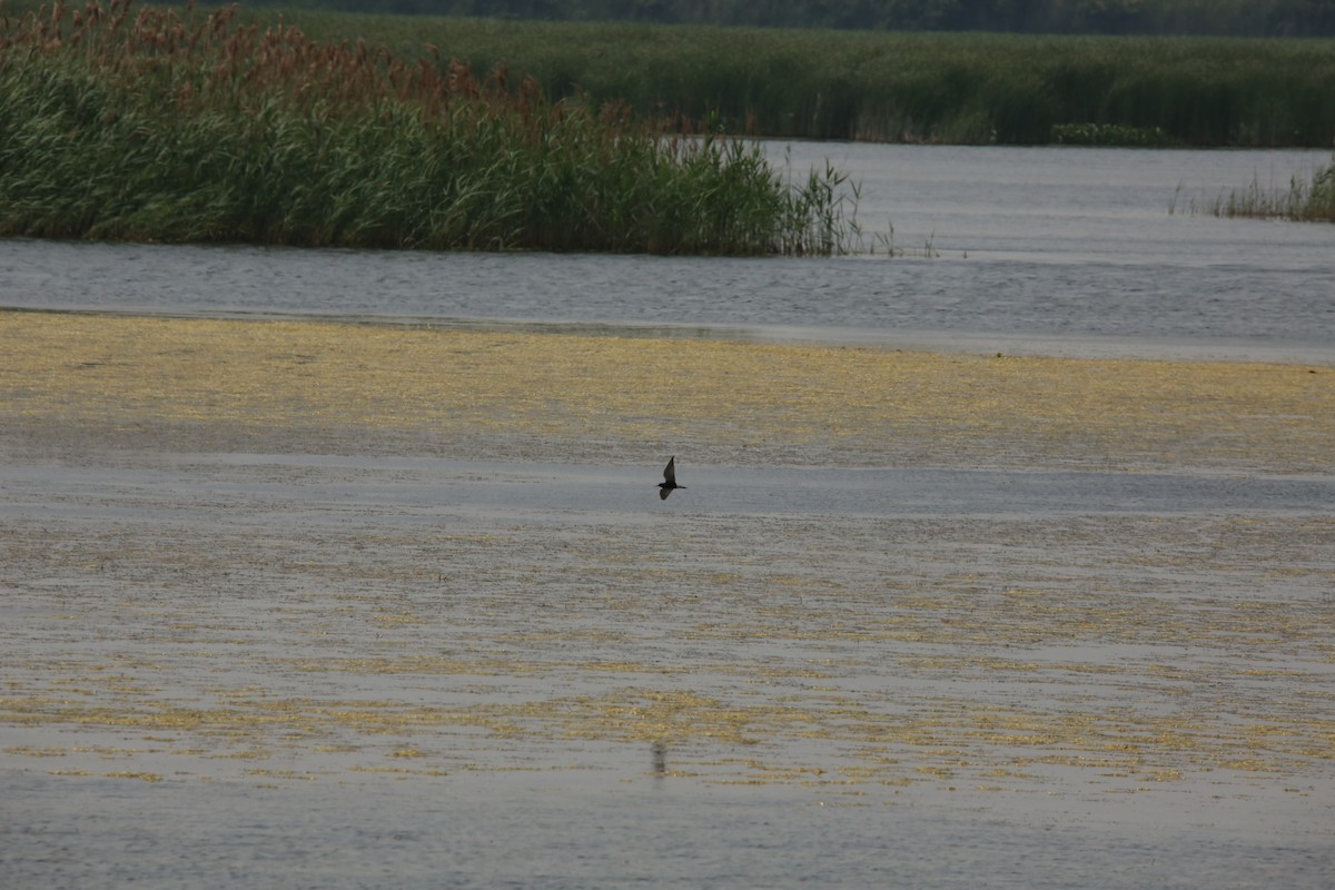 Black Tern - ML643894328