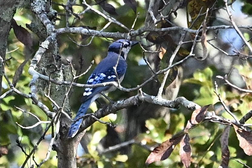 Blue Jay - ML643894329