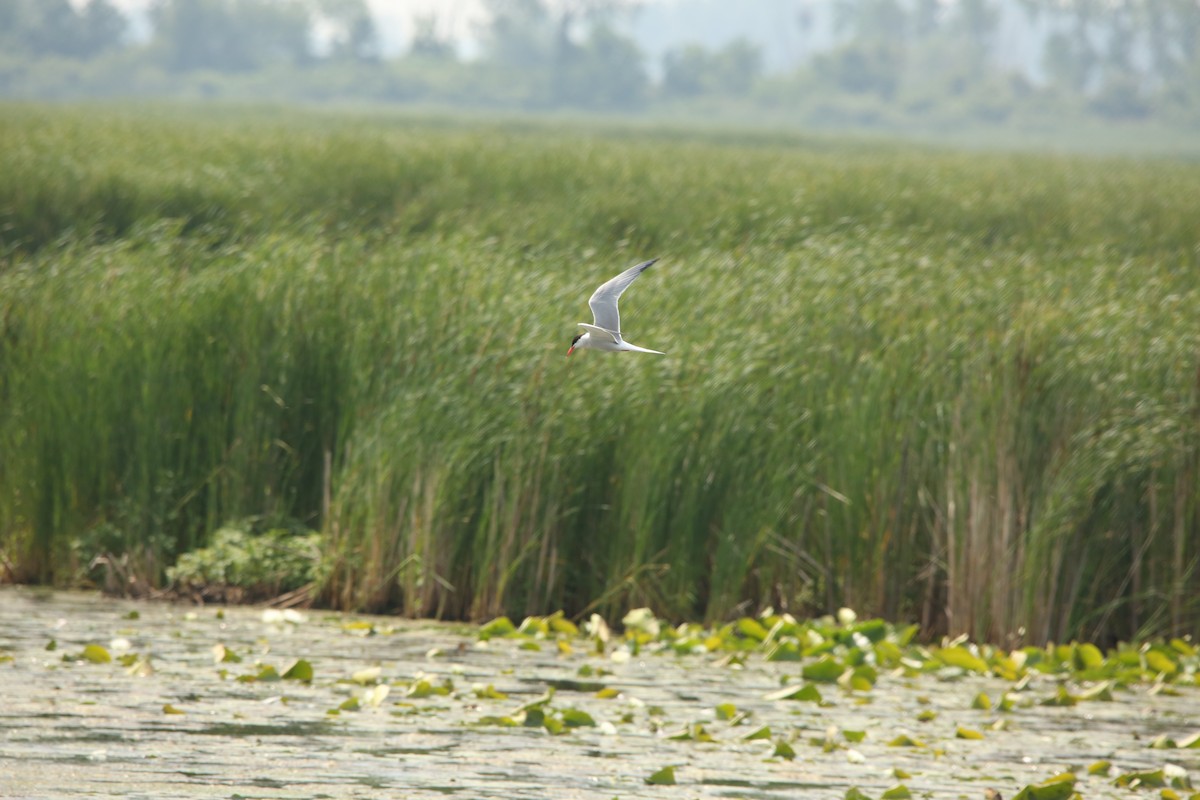 Common Tern - ML643894336