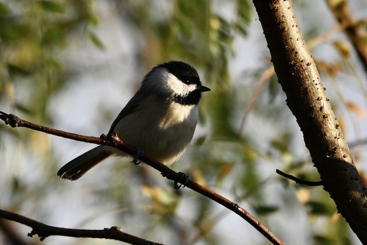 Carolina Chickadee - ML643894338