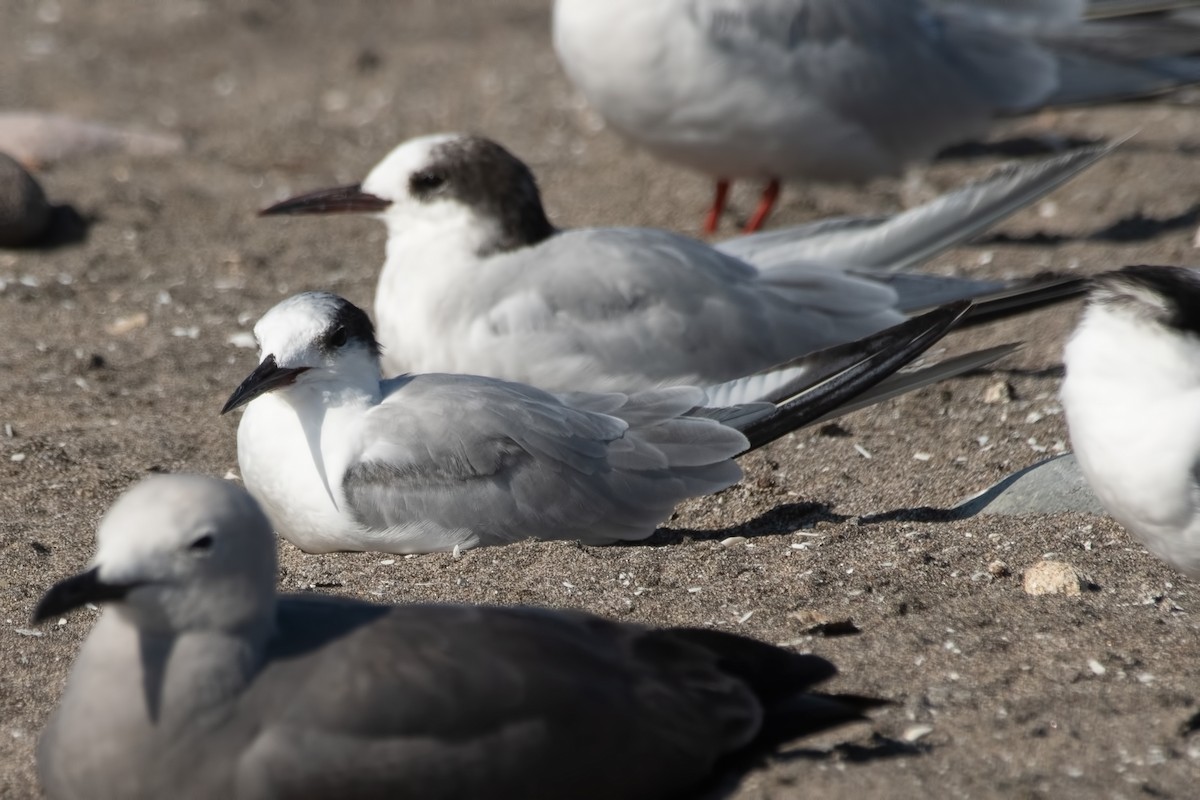 Arctic Tern - ML643894339