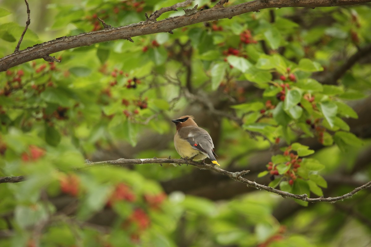 Cedar Waxwing - ML643894343