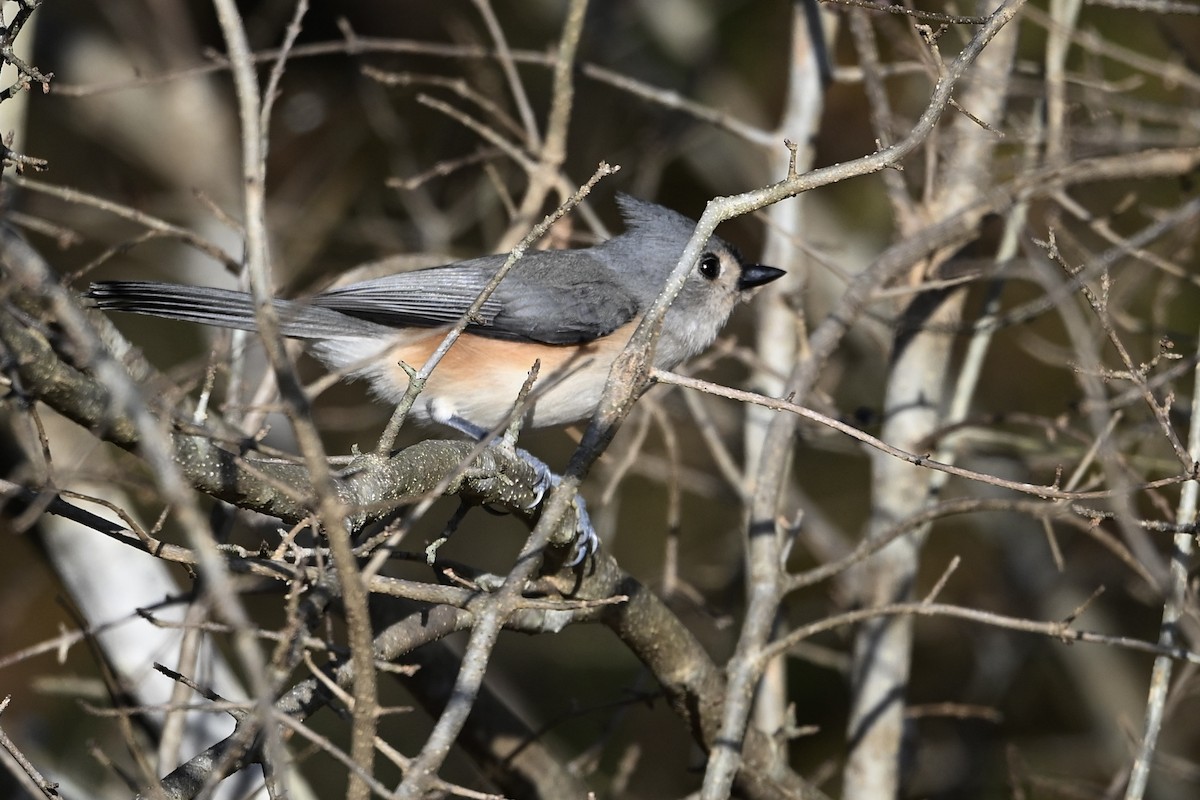Tufted Titmouse - ML643894344