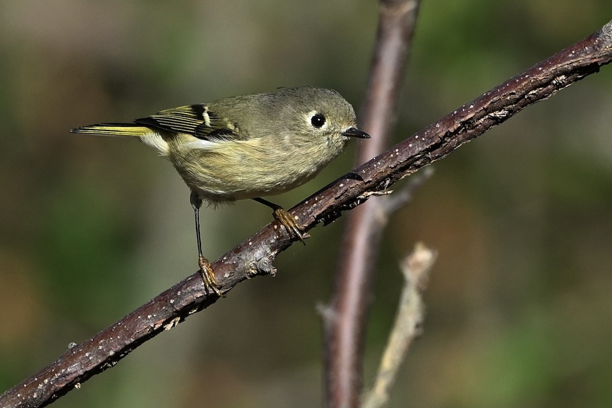 Ruby-crowned Kinglet - ML643894345